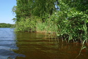 берега озера Костичево