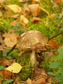 пырские грибы